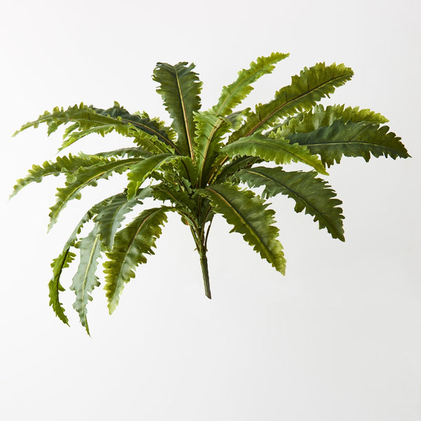 Asplenium Fern Bush 68cm